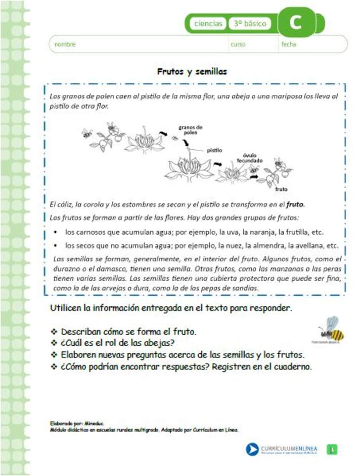 Frutos y semillas