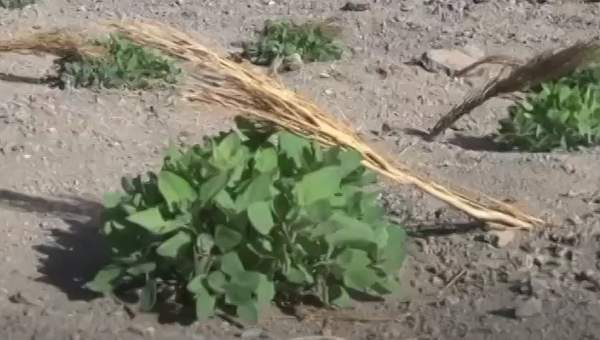 Video de Actividad sugerida - LC02 - Quechua - U1 - N°14: Representan la importancia de la forma ancestral de cultivo de quinua y su uso en comidas típicas.