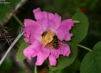 Competencia interespecífica entre abeja y mosca en una flor