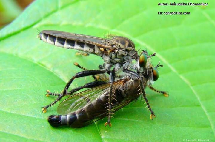 Competencia intraespecífica entre mosquitos