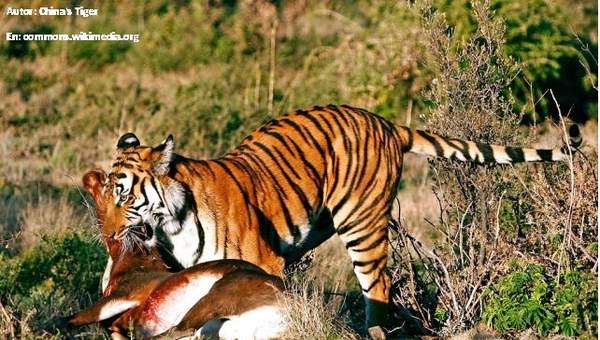 Depredación tigre presa