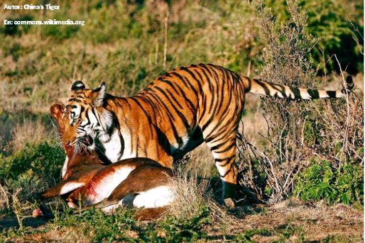 Depredación tigre presa