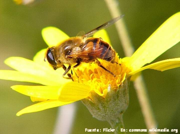 Mutualismo abeja en flor