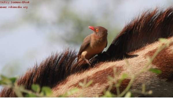 Mutualismo bisonte y pájaro