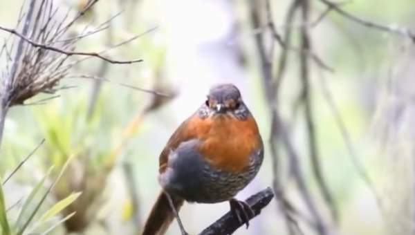 Video de actividad sugerida - LC03 – Mapuche – U1: DESCUBREN Y REPRESENTAN SONIDOS DE LA NATURALEZA.