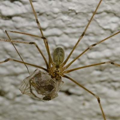 Depredación araña y presa