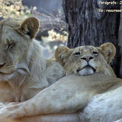 Depredadores: Leones