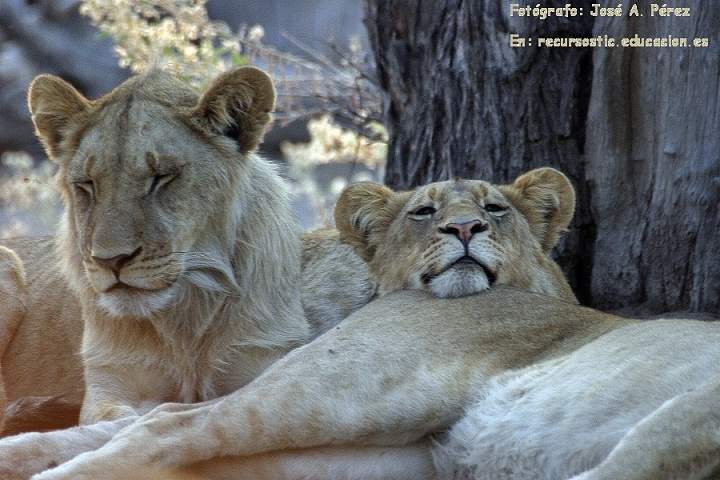 Depredadores: Leones