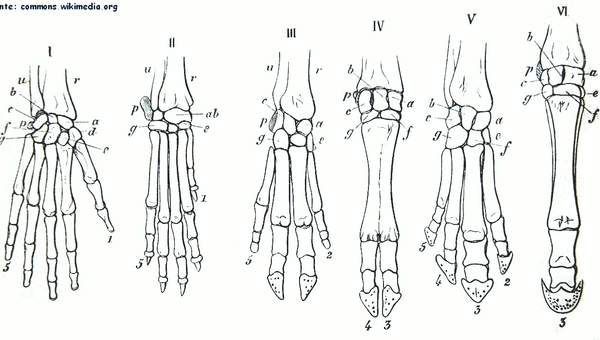 Estructuras homólogas de la mano