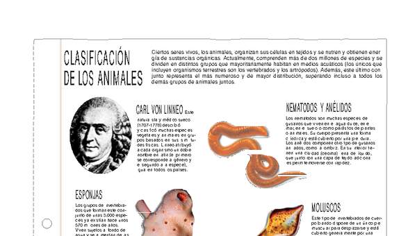 Clasificación de los animales