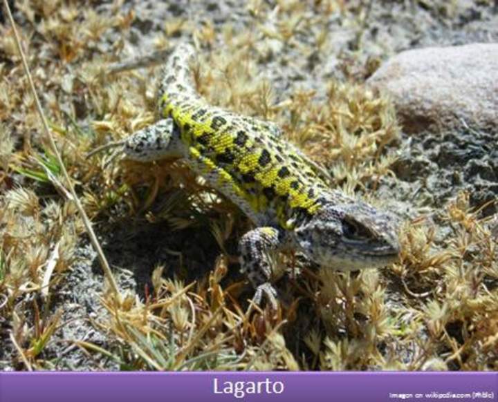 Lagarto 1