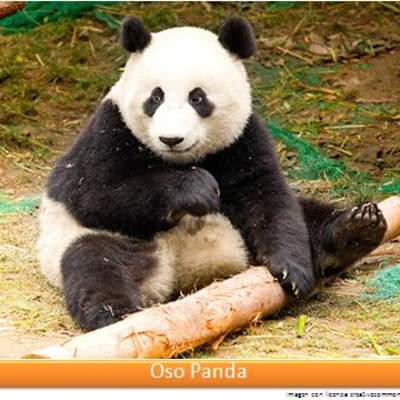 Oso panda