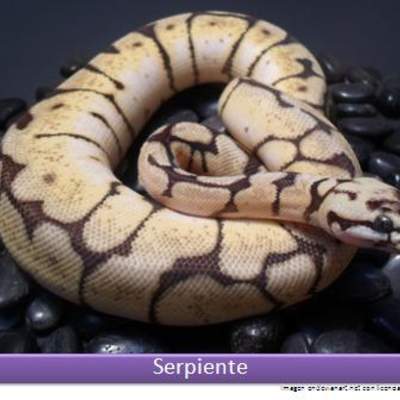 Serpiente