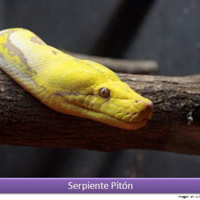 Serpiente pitón