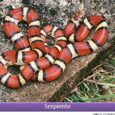 Serpiente roja