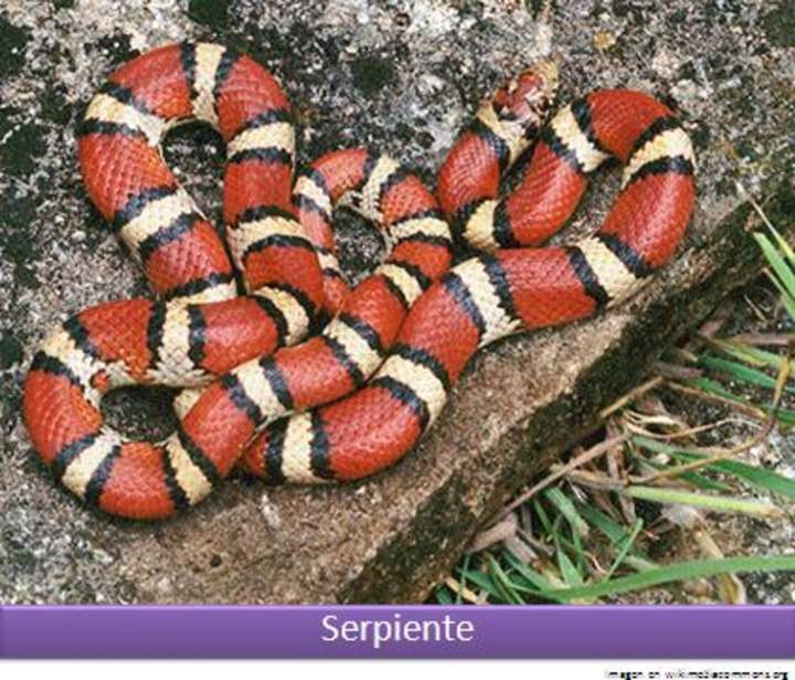 Serpiente roja