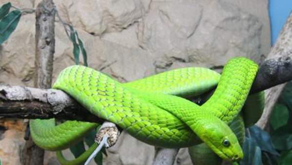 Serpiente verde