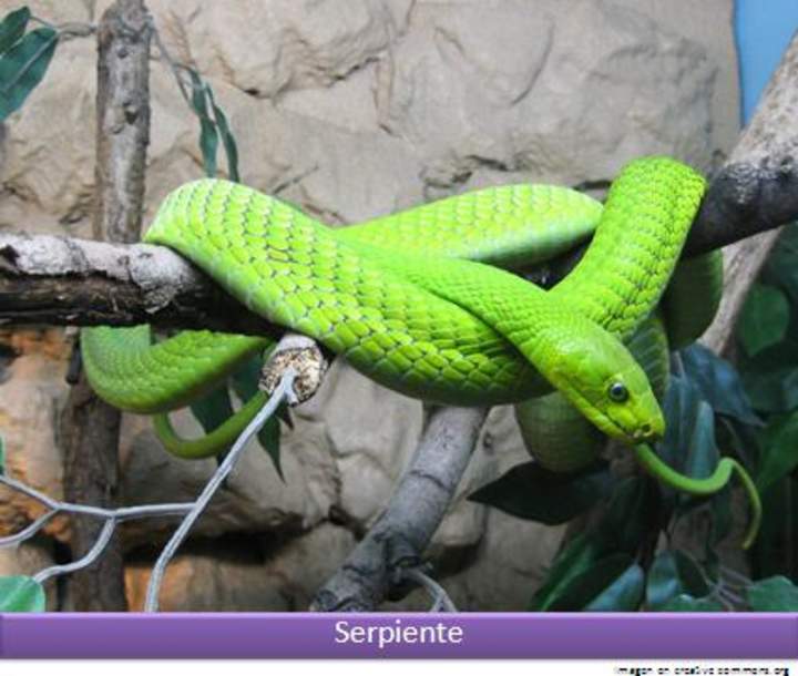 Serpiente verde