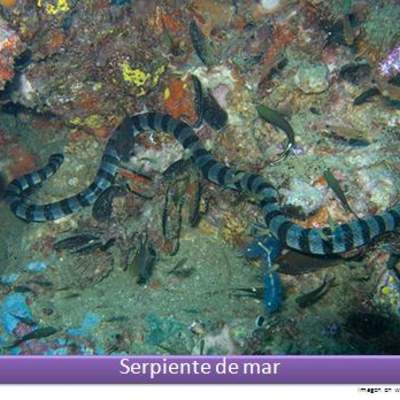 Serpientes de mar