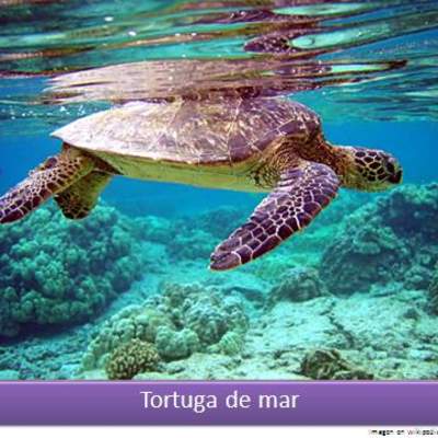 Tortuga de mar