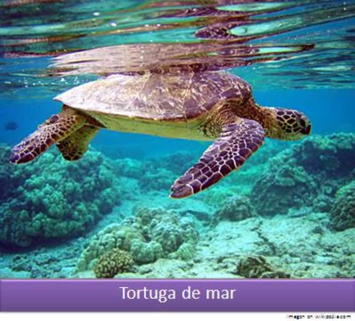 Tortuga de mar