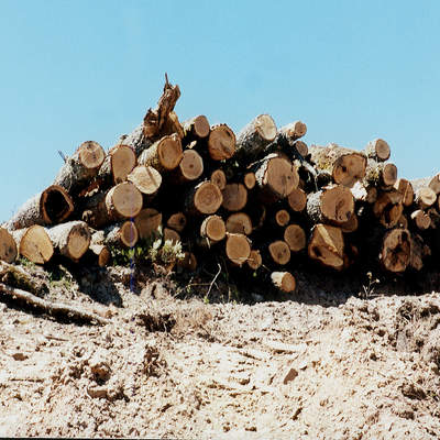 Explotación forestal