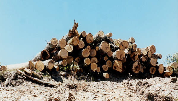 Explotación forestal