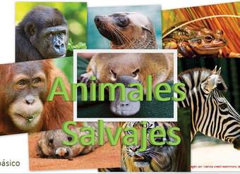 Animales salvajes 1