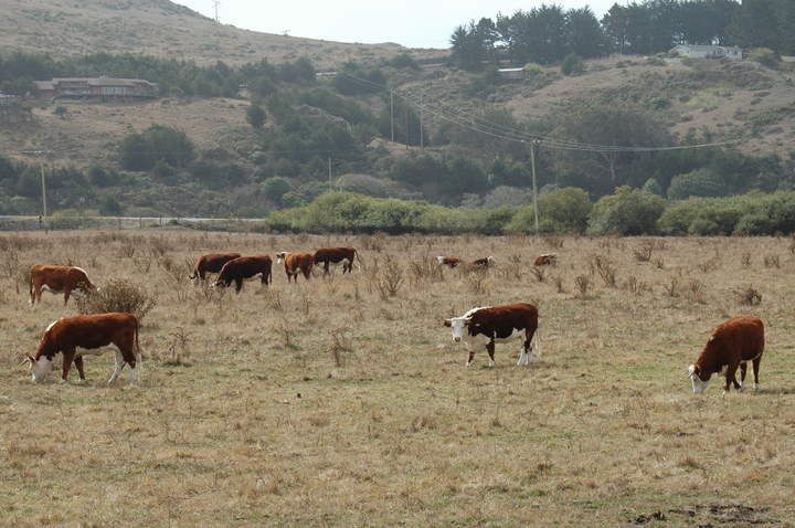 Ganado vacuno