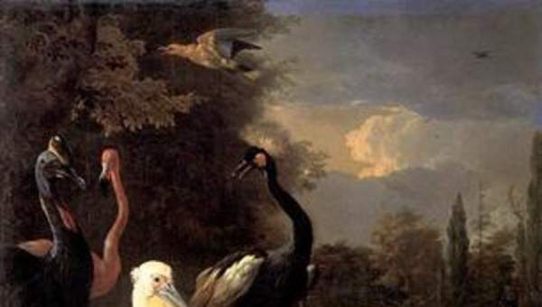 La pluma flotante de Melchior D'hondecoeter