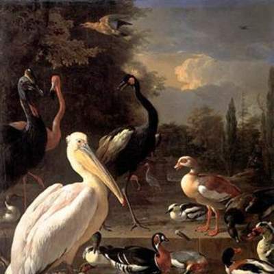 La pluma flotante de Melchior D'hondecoeter