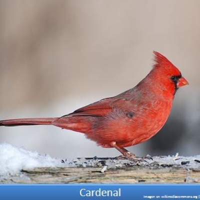 Cardenal