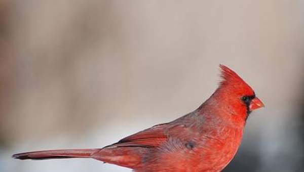 Cardenal