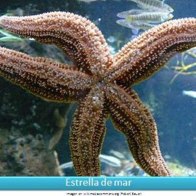 Estrella de mar