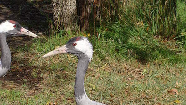 Grulla