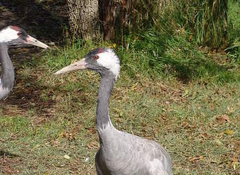 Grulla