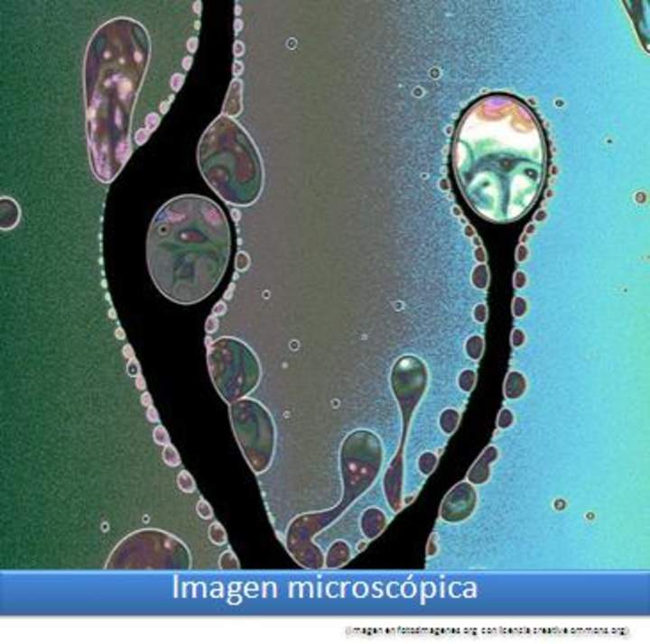 Imagen microscópica 4