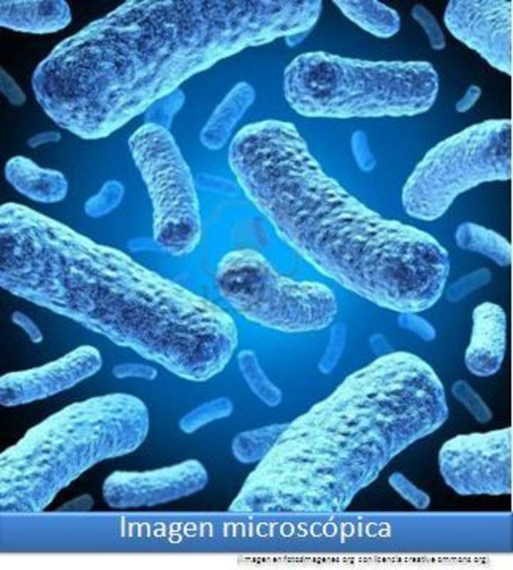 Imagen microscópica 8