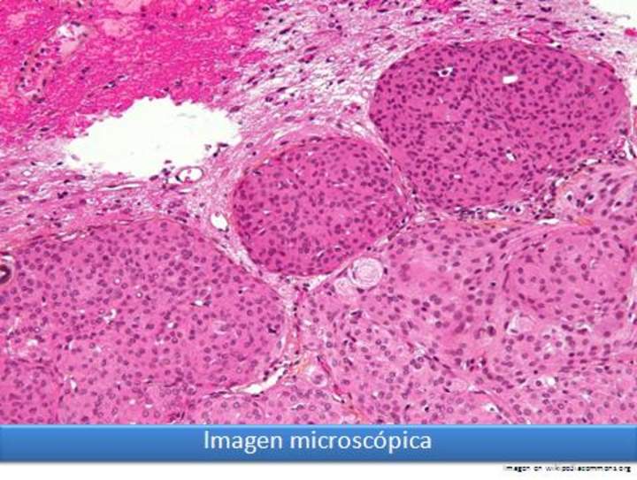 Imagen microscópica 9