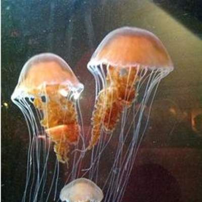 Medusas