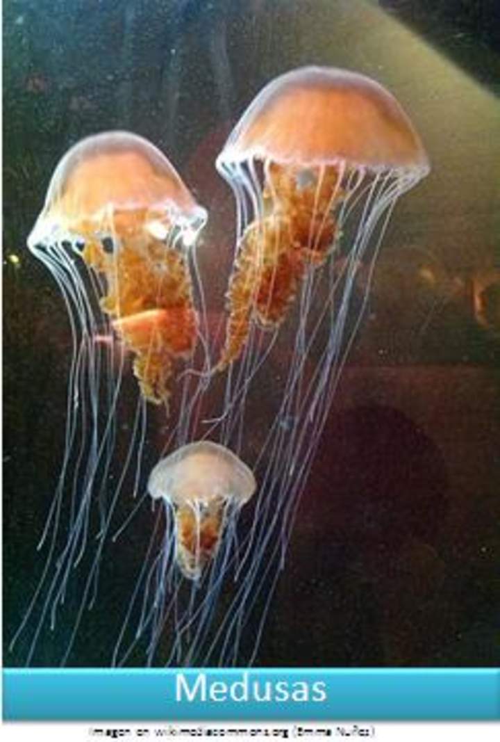 Medusas