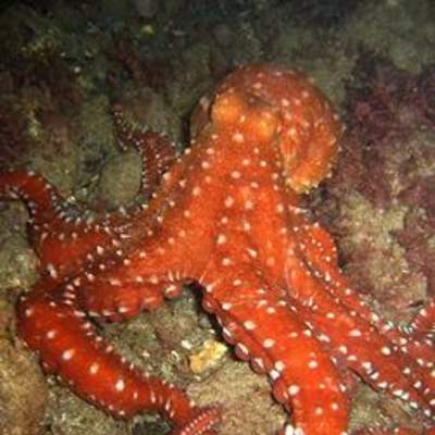 Pulpo