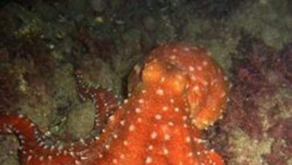 Pulpo