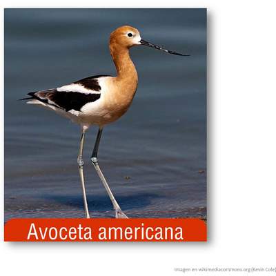 Avoceta americana