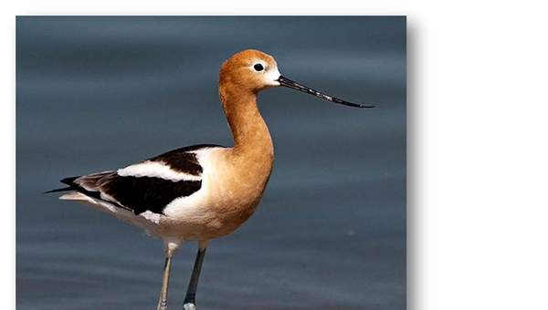 Avoceta americana