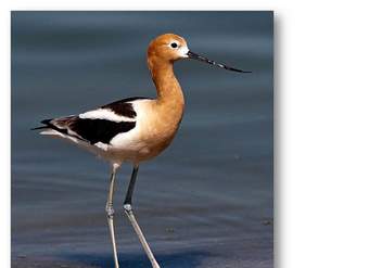 Avoceta americana