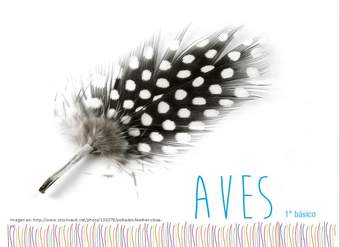 Aves