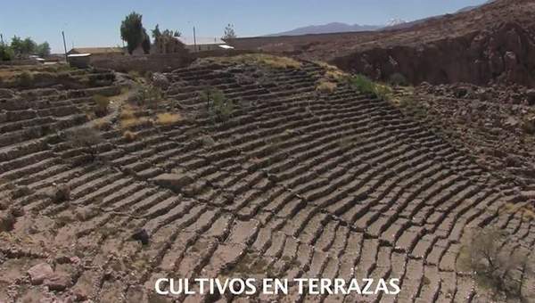 Cultivos en las terrazas de Caspana