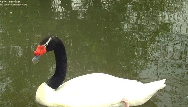 Cisne de cuello negro chileno