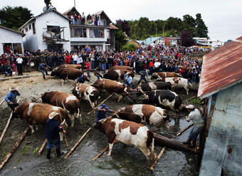 Minga en Quemchi